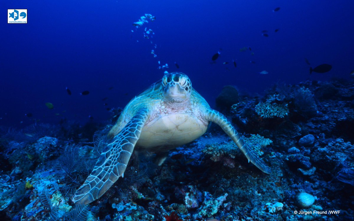 Marine Buddies tweet media