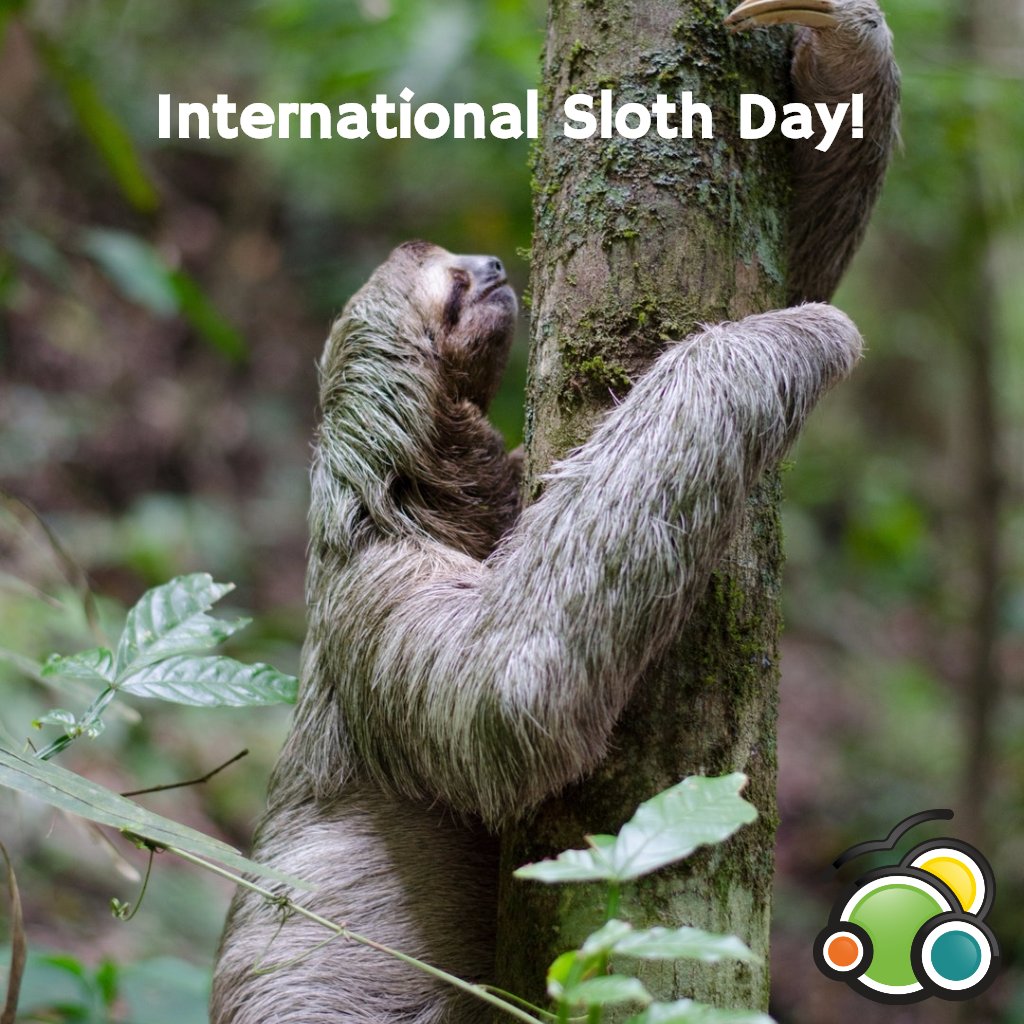ParklifeGroup's tweet photo. It's International Sloth Day! Did you know that despite being typically thought of as tree-huggers, sloths are surprisingly good swimmers? https://t.co/ZADt2wi7Uk