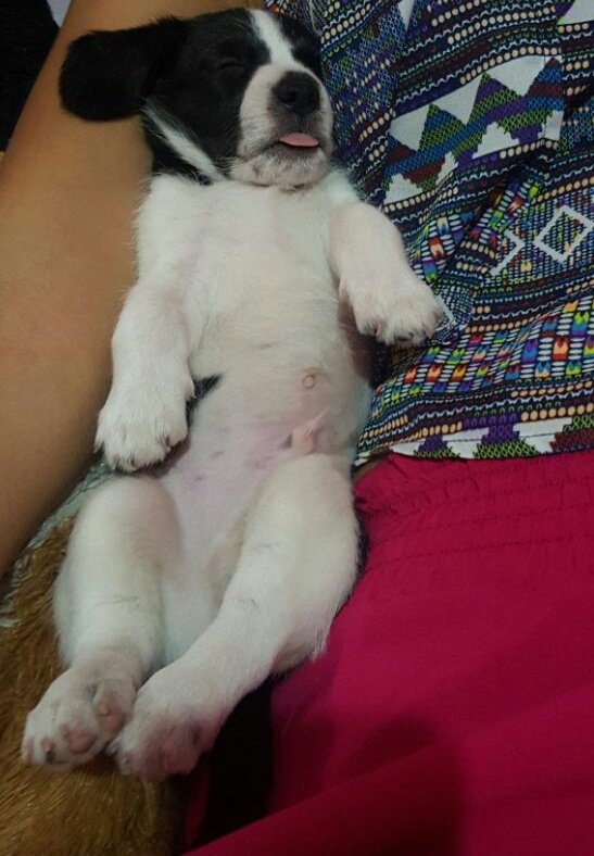 Judy_Dominguez's tweet photo. Mi bebé durmiendo con mamá #eternoamor #lenguitalinda #angelito 😍😍😍 #Enzzo https://t.co/59nuc3Wprl