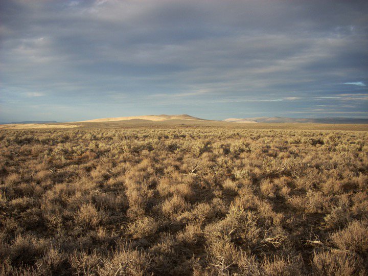 realscientists's tweet photo. This is the kind of landscape where you find abundant soil crust lichens. Not too many plants in the way. Can anyone guess where this is? https://t.co/2Uj5J5wcLf