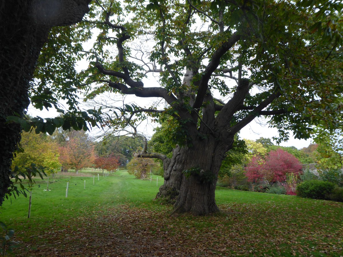 Herstmonceux Castle Estate tweet media