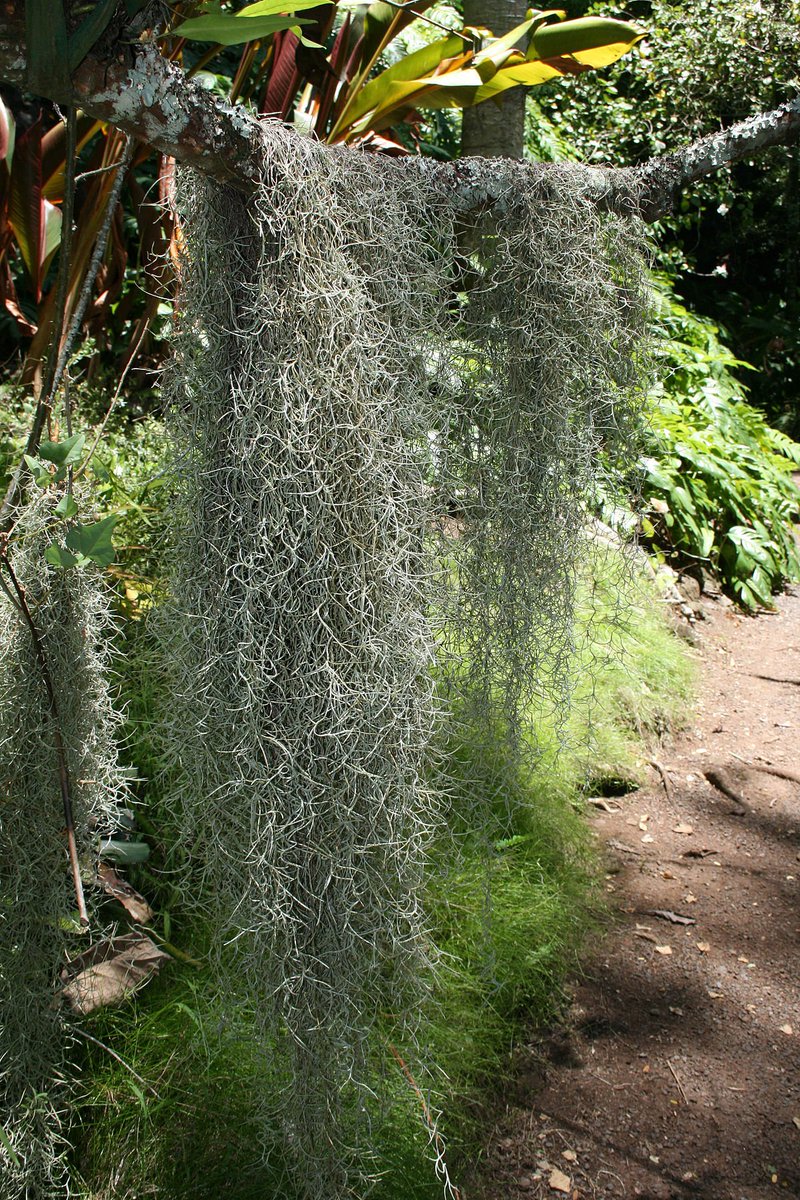 realscientists's tweet photo. Since we're having so much fun with guessing games, I have a new game for you- #LichenOrNot !!!!
Is this a lichen? https://t.co/fRzYmElF5G