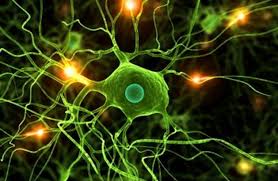 Igelak6's tweet photo. Esas maravillosas neuronas que a veces parece que nos abandonan!!! #pracimg17 https://t.co/eiWpi87GC0