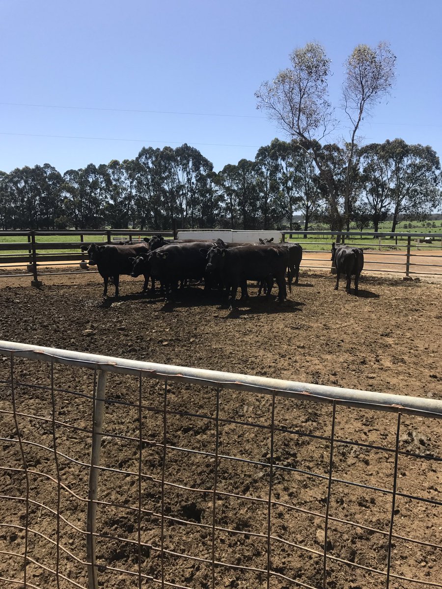 WA Lot Feeders Assoc (@walotfeeders) on Twitter photo Irongate wagyu F1 females <a href="/CupSailor/">Peter Gilmour</a> <a href="/meatlivestock/">Meat & Livestock Australia</a> @ButterfieldBeef <a href="/TFotheringhame/">Todd Fotheringhame</a> Irongate wagyu F1 females <a href="/CupSailor/">Peter Gilmour</a> <a href="/meatlivestock/">Meat & Livestock Australia</a> @ButterfieldBeef <a href="/TFotheringhame/">Todd Fotheringhame</a>