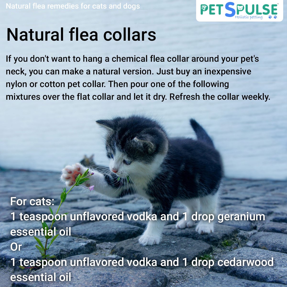 PetsPulseIndia's tweet photo. Natural FLEA remedies for CATS and DOGS
#petspulseindia #holisticpetting #remedies #pets #dog #cat #homeremedies #flea #naturalremedies #pethealth #petlovers #PetCaretaker #puppy #kitten #fleaproblems https://t.co/txJ6wJrQk4