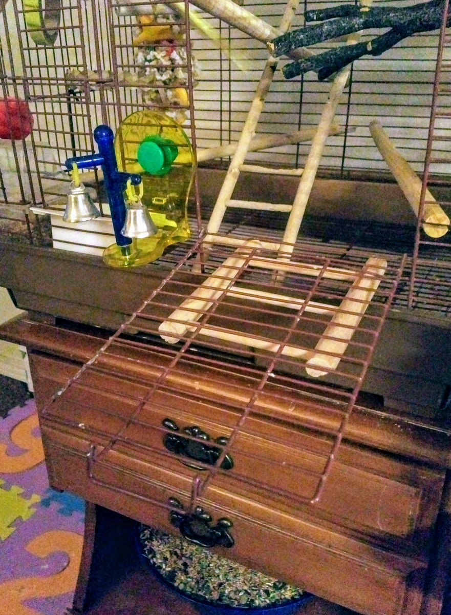 AWildStarly's tweet photo. @phxXD has installed a perch so my door can become my balcony. I think it's time for a FLOCK PARTY! https://t.co/3gfFhRW62p