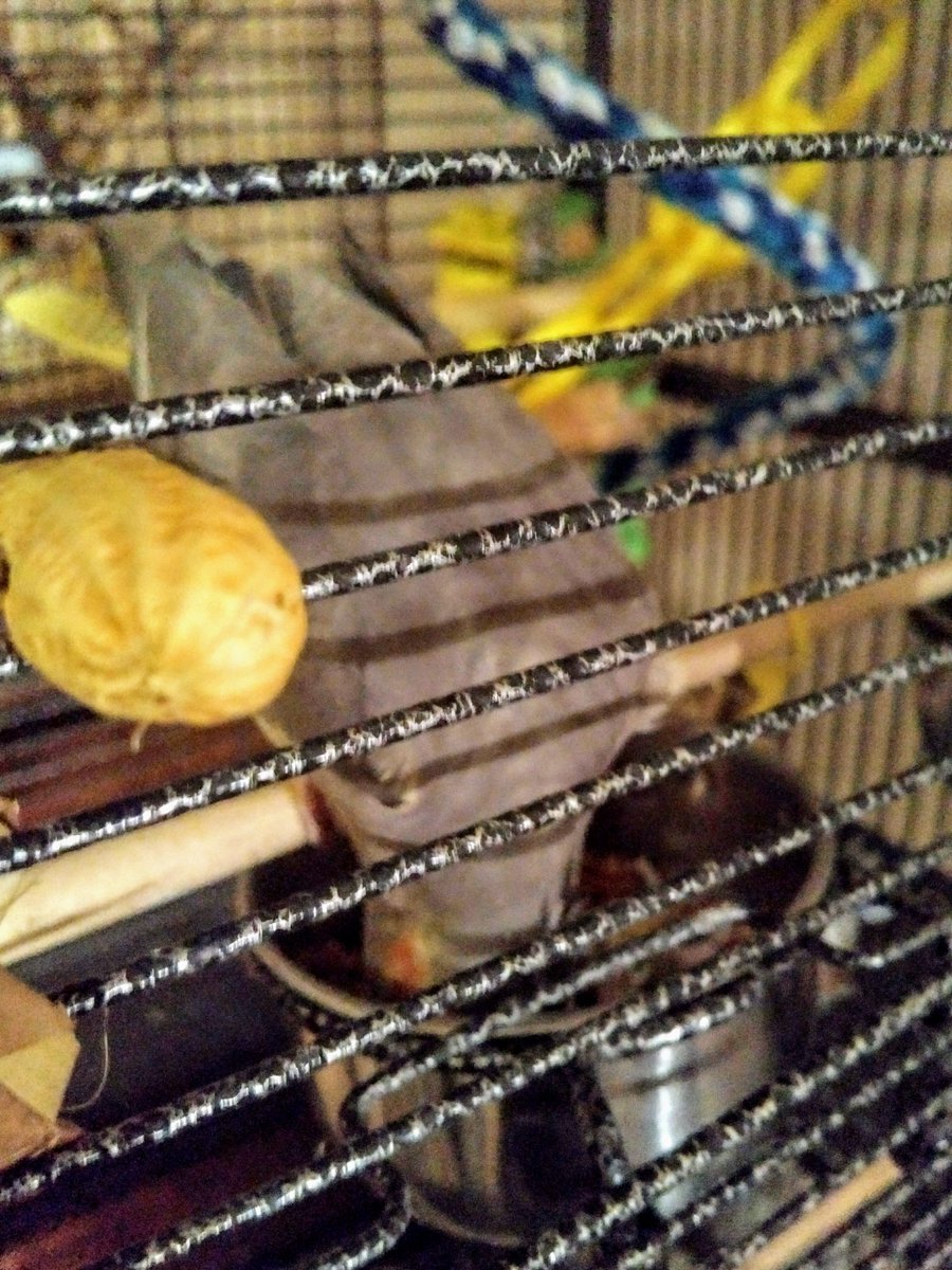 AWildStarly's tweet photo. Nom! Nom! Nom! https://t.co/hg4gdjbS9T