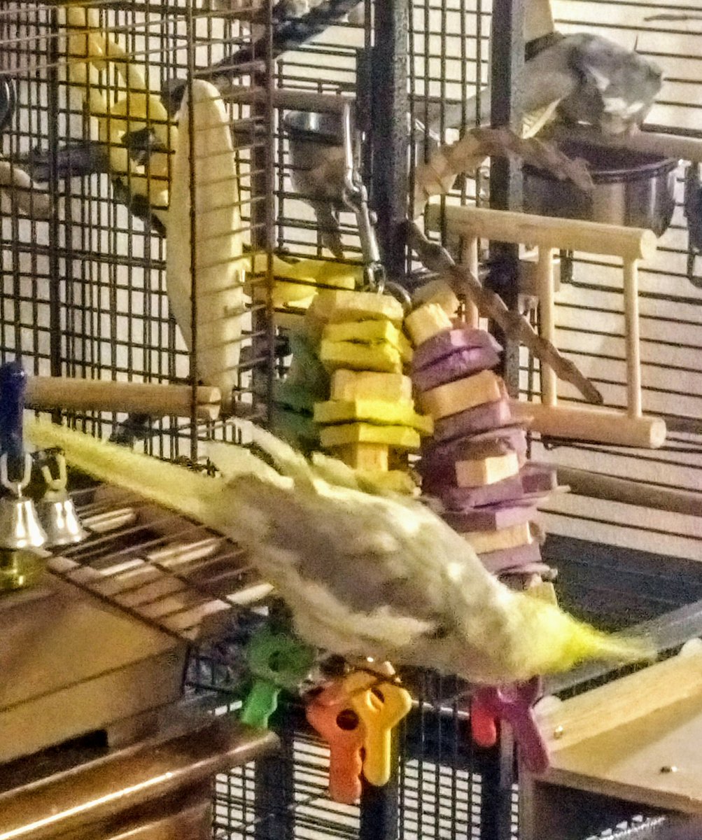 AWildStarly's tweet photo. Quit staring, @AWildPikachu! https://t.co/5my4admLaa