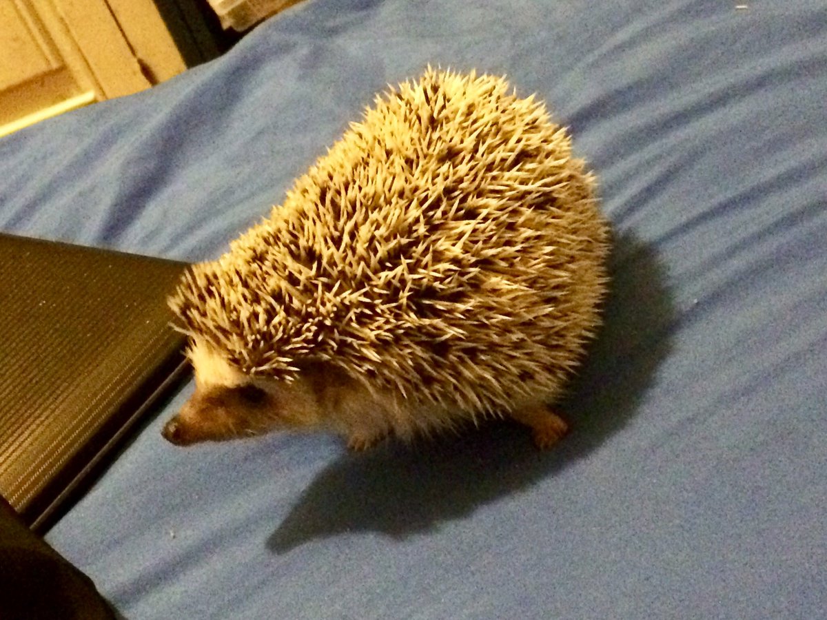 anaii317's tweet photo. This little buttface went under my bed and I was having Getting him out. #hedgehogs #mochithehedgehog https://t.co/3WBdwzuu1v