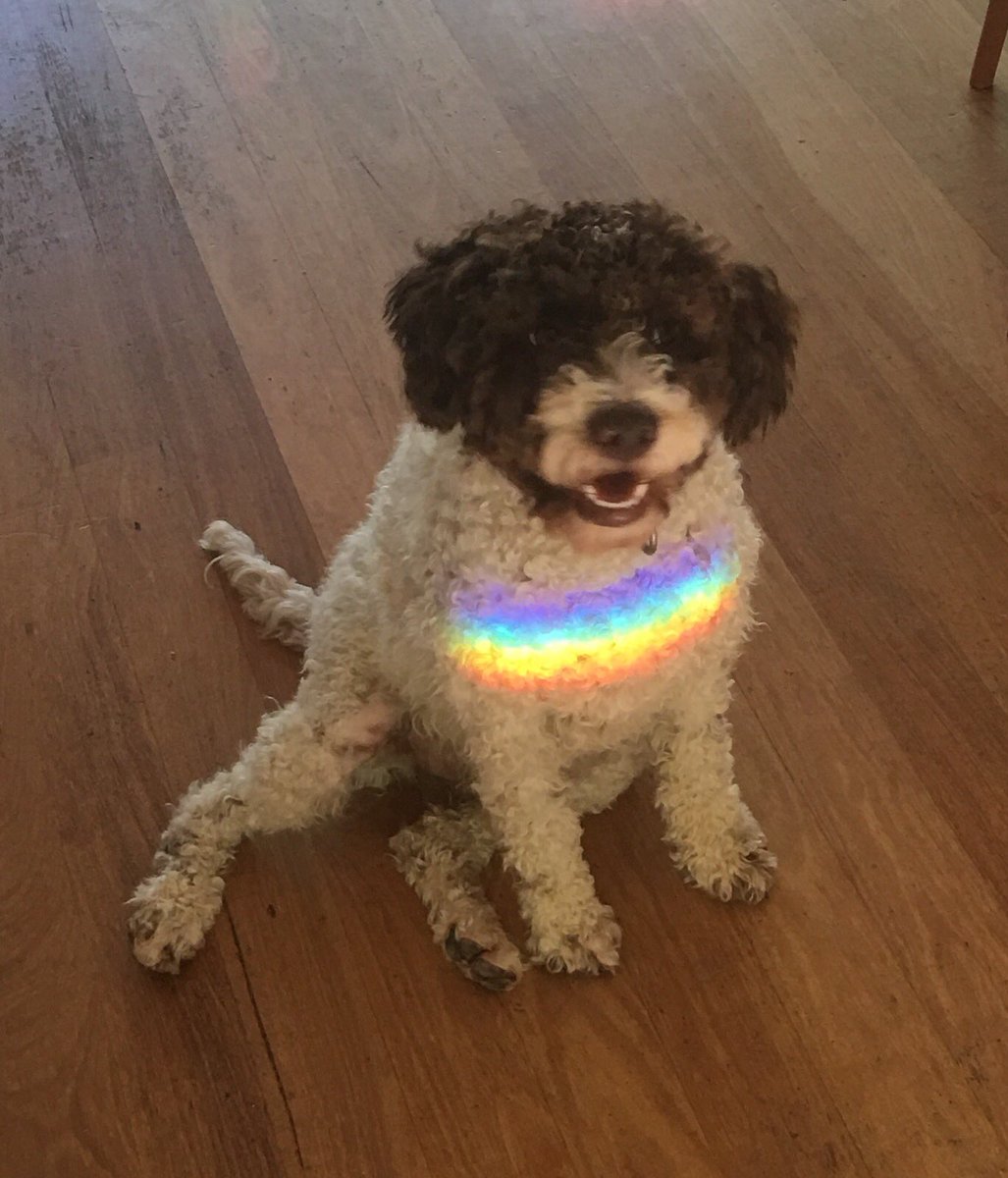 Martin__Foley's tweet photo. Even Ted says #voteyes - #dogsforequality One week to go to get your ballot in https://t.co/qW9XLWmuRf