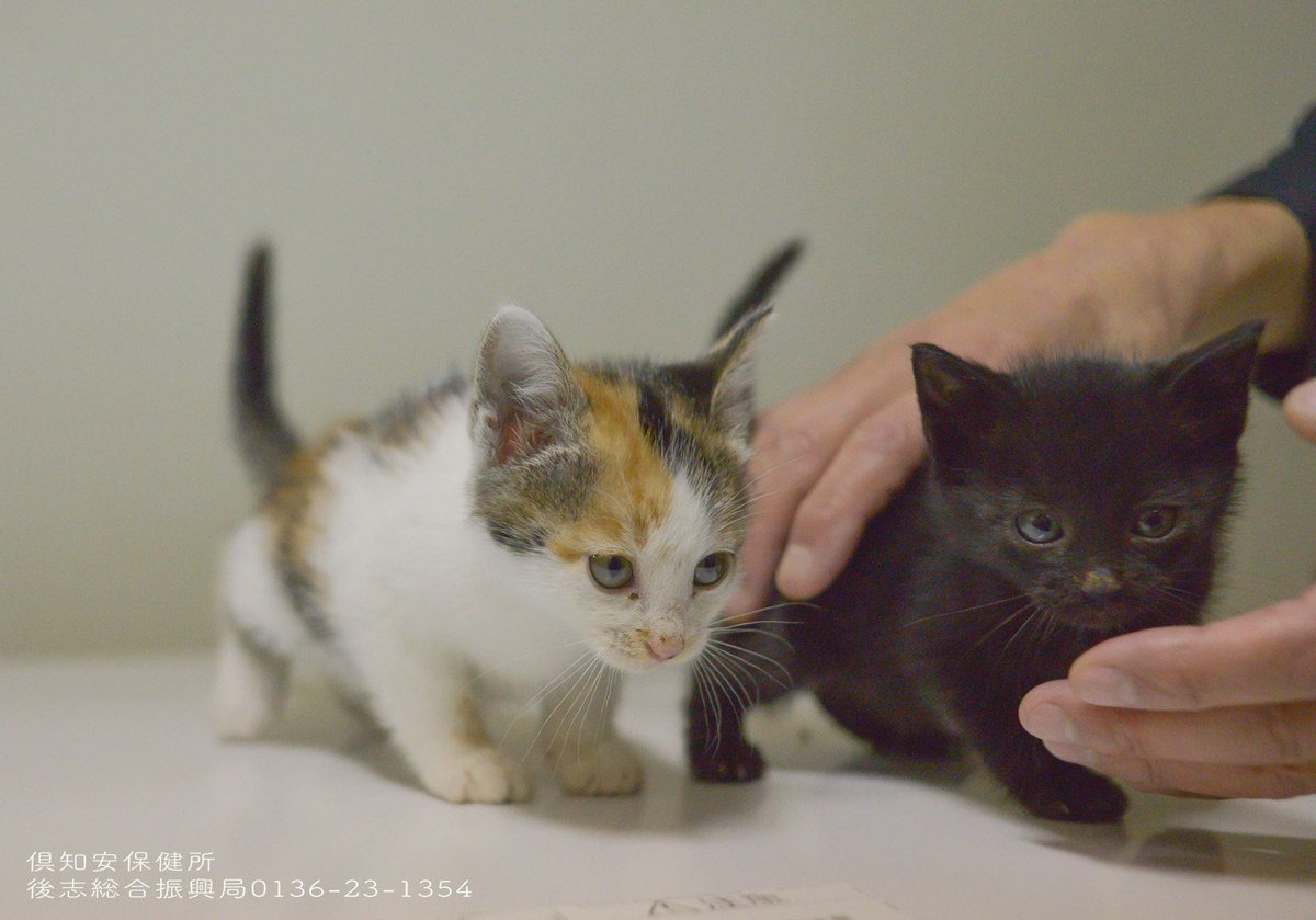 asako_niseko's tweet photo. 岩内のワンと倶知安の子猫のRTたくさんありがとうございます。おじいワンは掲載期限つけられまいました。チラシもダウンロード可能です。じいワンの余生に寄り添ってくれる方に繋がりますようにhttps://t.co/Rc4HD61AZ9 #里親募集 #老犬 #子猫 #後志 #北海道 https://t.co/bGf8elZQ5P