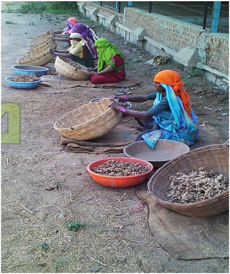 owc_India's tweet photo. Growing #organic ginger using simple innovations, Devesh Patel from Gujarat shares his experience at the OWC https://t.co/vm9rnSH1SD