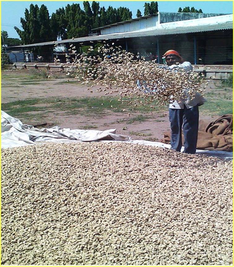 Growing #organic ginger using simple innovations, Devesh Patel from Gujarat shares his experience at the OWC