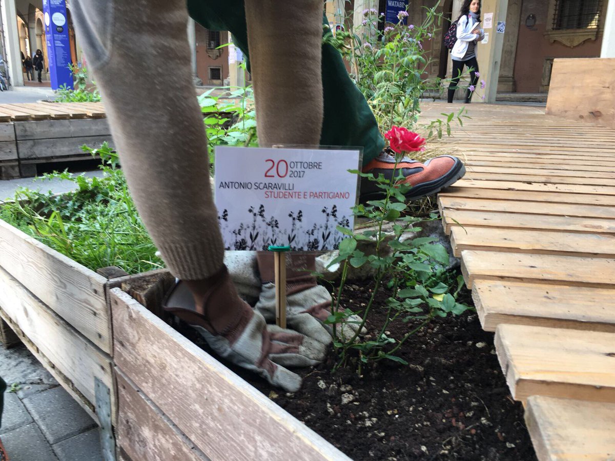 CentroAntartide's tweet photo. Spunta una rosa per #Scaravilli, studente e #partigiano, nel giardino delle #Malerbe a #Bologna @twiperbole @UniboMagazine #20ottobre https://t.co/Rybs9uWVbq