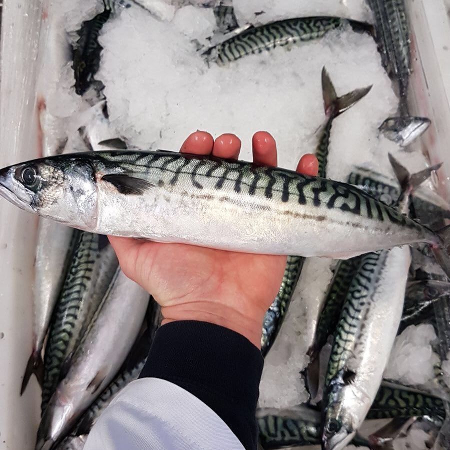 Kingfisher_BXM's tweet image. Large Mackerel landed on #brixhamfishmarket this morning for our #chefcommunity #fishfriday #weekendspecial #eatmo… ift.tt/2xTBFpt