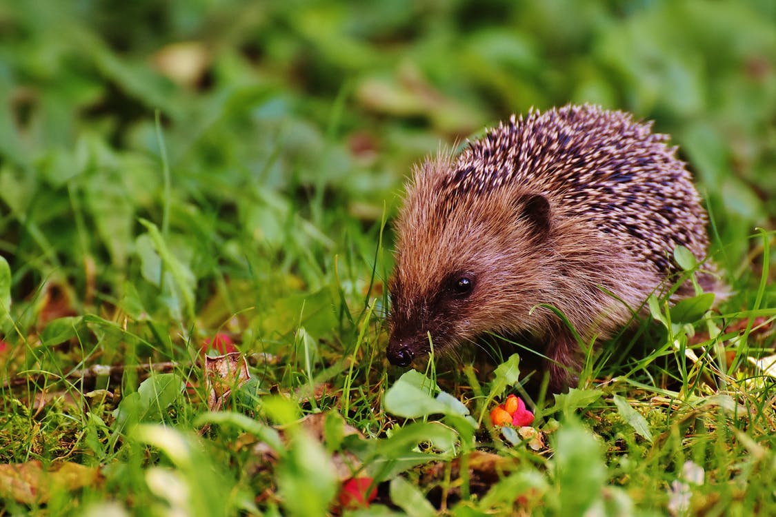 CoblandsOnline's tweet photo. Hedgehogs can swim, jump and climb. They're even immune to snake venom #FactFriday https://t.co/5EWVDG9nvs