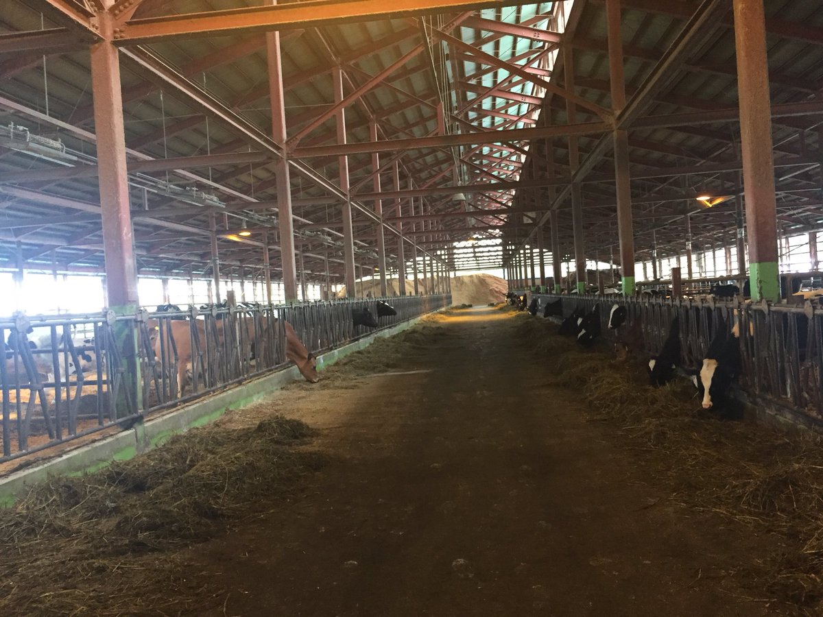 原田 英男 در توییتر 富山の畜産ツアー 現在 くろべ牧場まきばの風 は自ら所有する乳牛130頭 経産牛84頭 と預託牛頭を飼育 フリーバーン牛舎を2分して管理してます 所有牛の多くはホルスタインですが ブラウンスイス ジャージーも 搾乳は6頭wのパーラー