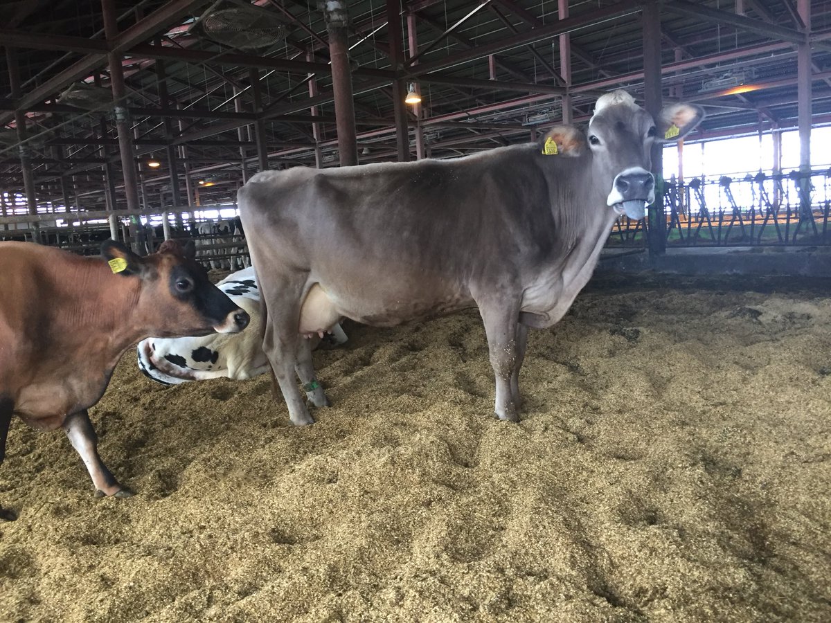 原田 英男 در توییتر 富山の畜産ツアー 現在 くろべ牧場まきばの風 は自ら所有する乳牛130頭 経産牛84頭 と預託牛頭を飼育 フリーバーン牛舎を2分して管理してます 所有牛の多くはホルスタインですが ブラウンスイス ジャージーも 搾乳は6頭wのパーラー