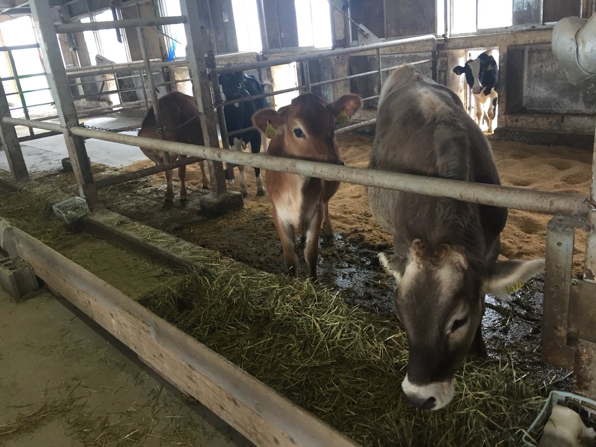 原田 英男 در توییتر 富山の畜産ツアー 現在 くろべ牧場まきばの風 は自ら所有する乳牛130頭 経産牛84頭 と預託牛頭を飼育 フリーバーン牛舎を2分して管理してます 所有牛の多くはホルスタインですが ブラウンスイス ジャージーも 搾乳は6頭wのパーラー