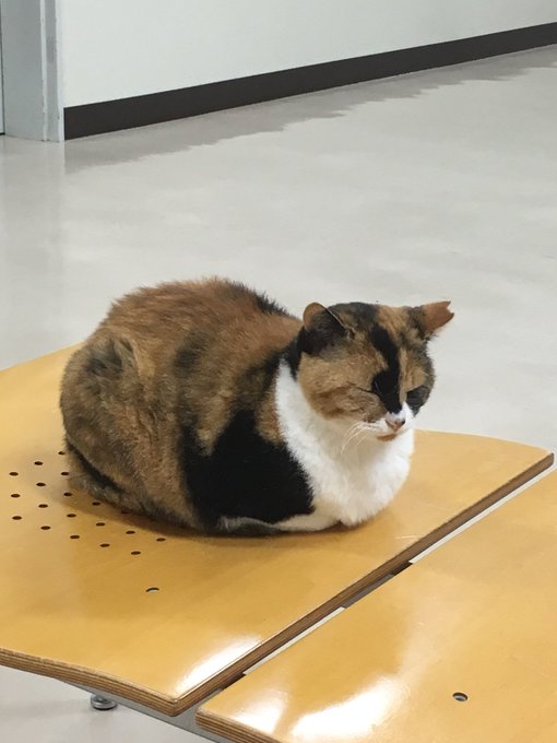 Twitter発 猫って自由すぎだろ ってなる報告が笑えるｗ Matomehub まとめハブ