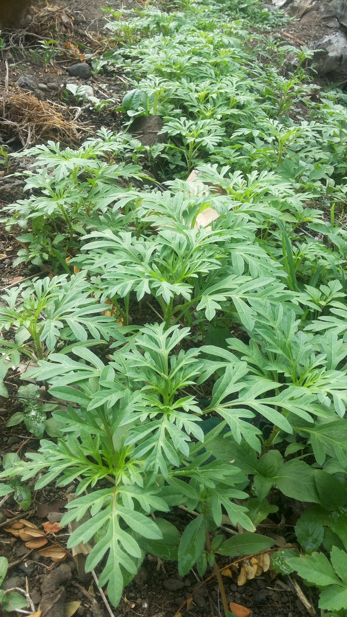 saeri2284's tweet photo. Refugia pelestarian Musuh Alami untuk musim tanam berikutnya. @thlpoptjateng @DistanbunJateng @bbpopt @ditlin_tp @Ditjen_TP_News https://t.co/20HmW4cqif