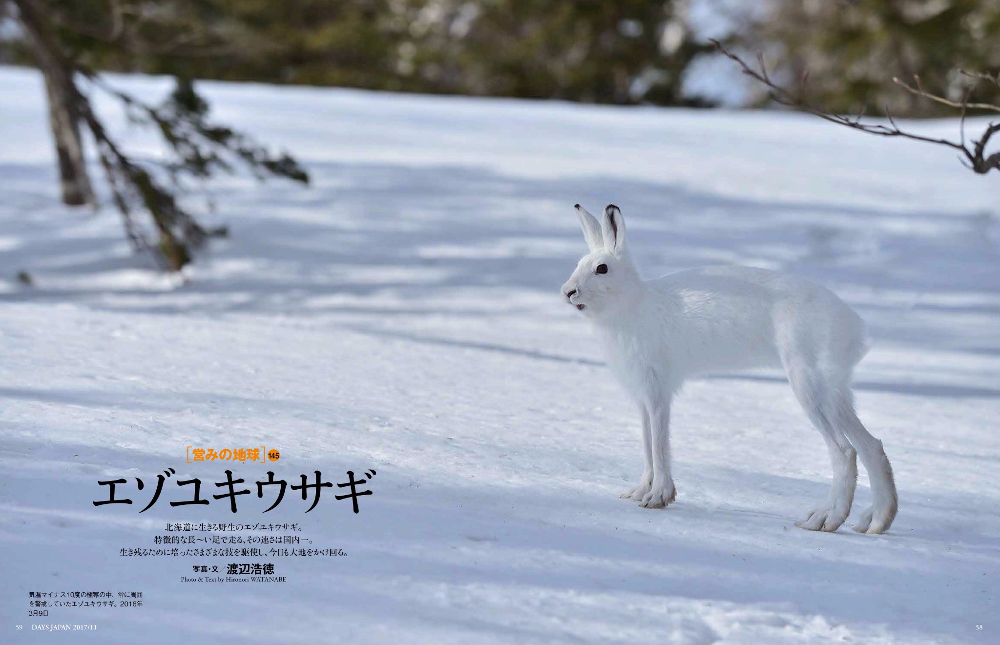 Days Japan V Twitter 11月号 今月の営みの地球はエゾユキウサギです こんなに足が長いって知ってましたか メスのほうが体が大きく 国内一足が早いなど まだまだ知られていないエゾユキウサギをぜひご覧ください エゾユキウサギ ウサギ うさぎ好きさんと Days Japan V Twitter 11月号 今月の営みの地球はエゾユキウサギです こんなに足が長いって知ってましたか メスのほうが体が大きく 国内一足が早いなど まだまだ知られていないエゾユキウサギをぜひご覧ください エゾユキウサギ ウサギ うさぎ好きさんと