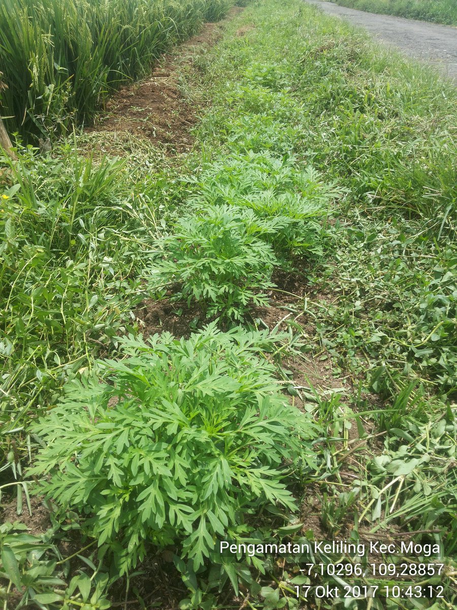 saeri2284's tweet photo. Refugia pelestarian Musuh Alami untuk musim tanam berikutnya. @thlpoptjateng @DistanbunJateng @bbpopt @ditlin_tp @Ditjen_TP_News https://t.co/20HmW4cqif