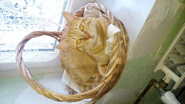 AlerteAnimaux's tweet photo. #Perdu: #Chat roux nommé michou à annœullin (59) (européen) https://t.co/gSLbSBWlFp https://t.co/JCpLmCv7jl