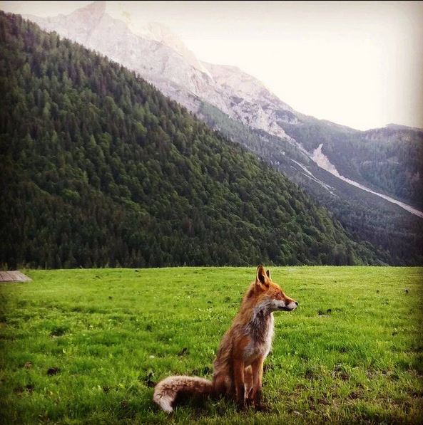 VisitFVG's tweet photo. A #Sauris di Sopra abbiamo ospiti davvero speciali!!!!!
Questa è una vera top model per come si mette in posa. 🦊🦊🦊
#fvglive, #sauriszahre, #friuli, #slowfvg, #naturaallostatopuro
ph. (IG) Augusto Sartori - Albergo Ristorante Rikhelan Chalet https://t.co/KiyHKLqwLf