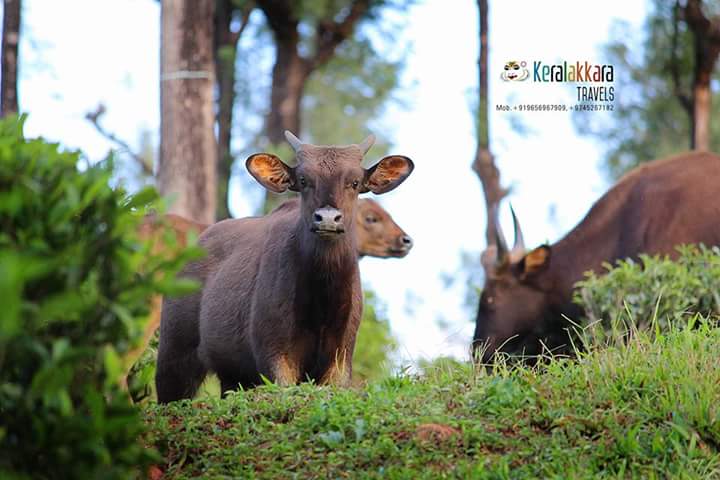 keralakkara1's tweet photo. Wild Beauty- Buffaloes and calves
#Valpparai -Aliyar
E-Mail Keralakkaratravels911@Gmail.com https://t.co/Rli8k4IetG