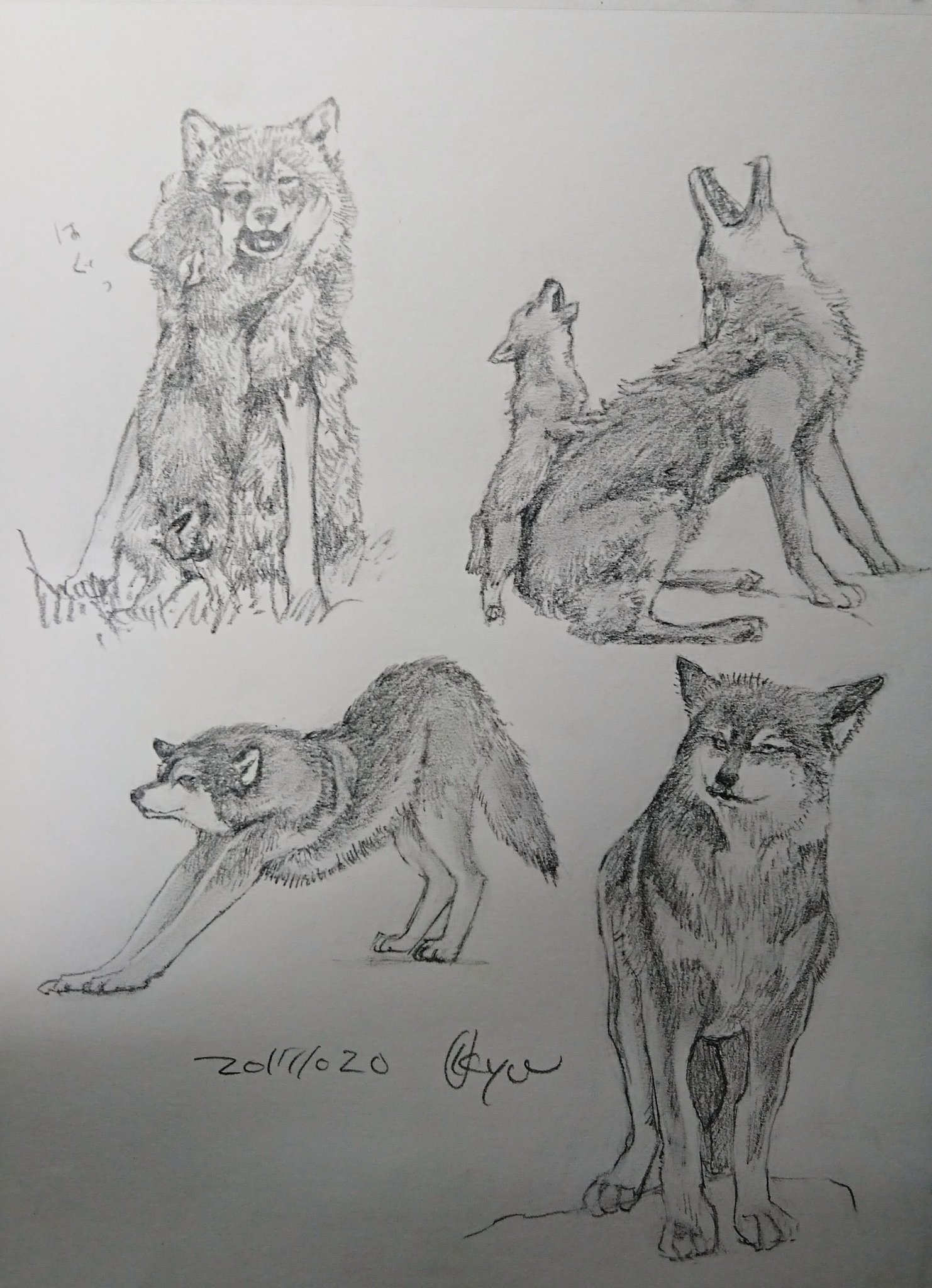 ট ইট র Kagetsu Ukyo 卯京 華月 今日の落書き オオカミづくし 落書き 鉛筆画 練習 息抜き 素描 一日一絵 今日の落書き 絵描き 脊椎動物 哺乳類 オオカミ 狼 絵描きさんと繋がりたい 絵描きの輪 絵描きイラスト置き場 イラスト企画