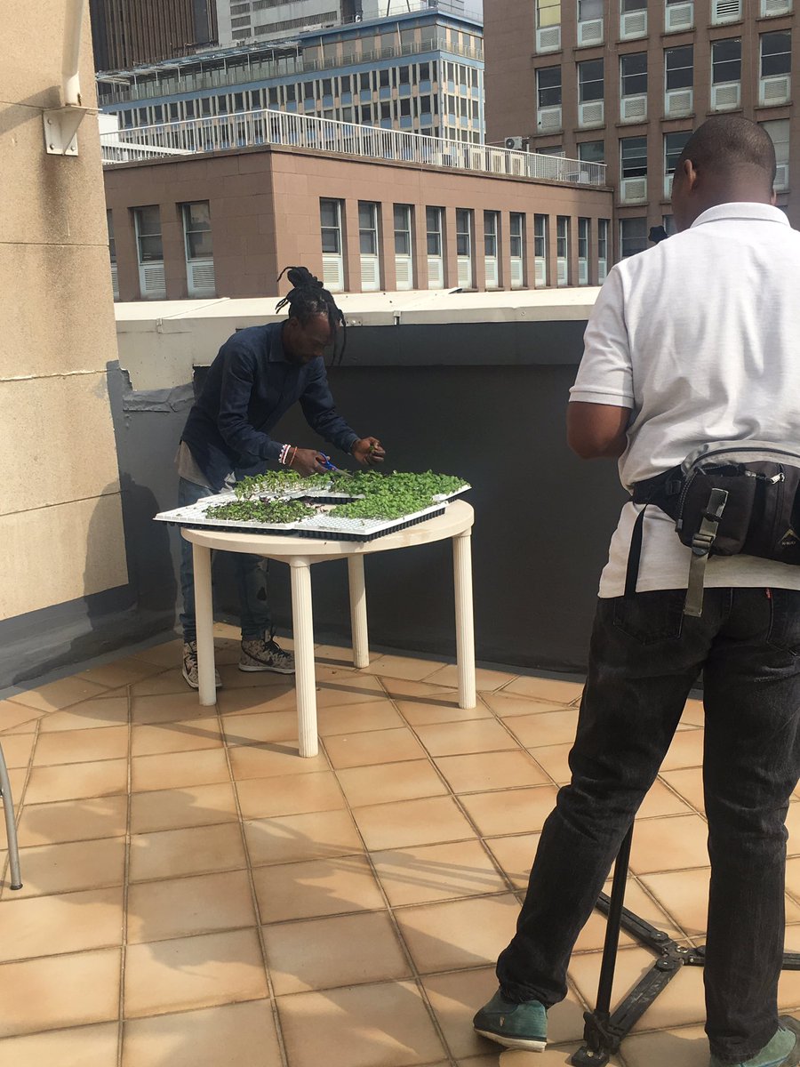 Nhlanhla Mpati tending to his basil on the rooftop of <a href="/Mine_RSA/">Minerals Council South Africa</a> as part of our Urban Agriculture Initiative with <a href="/WIBCInnovation/">WIBC Open Innovation</a>