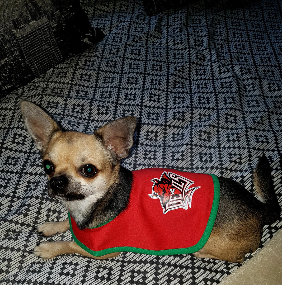 star81rhi's tweet photo. Our little Emmett is so small couldn't find a devil's top for him never mind a baby Bip is a perfect fit ,1st chihuahua @cardiffdevils fan 😂 https://t.co/8URbf4WN19