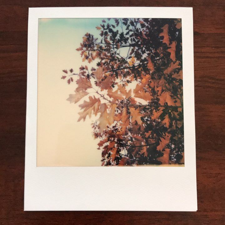 soforthorst's tweet photo. Herbst
#herbstbäume #instax #365daysinstax #365 #365dayschallenge #soforthorst #polaroidoriginals #polaroid #onest… https://t.co/UtXFTcF7fq https://t.co/o1VBKI2Ovh