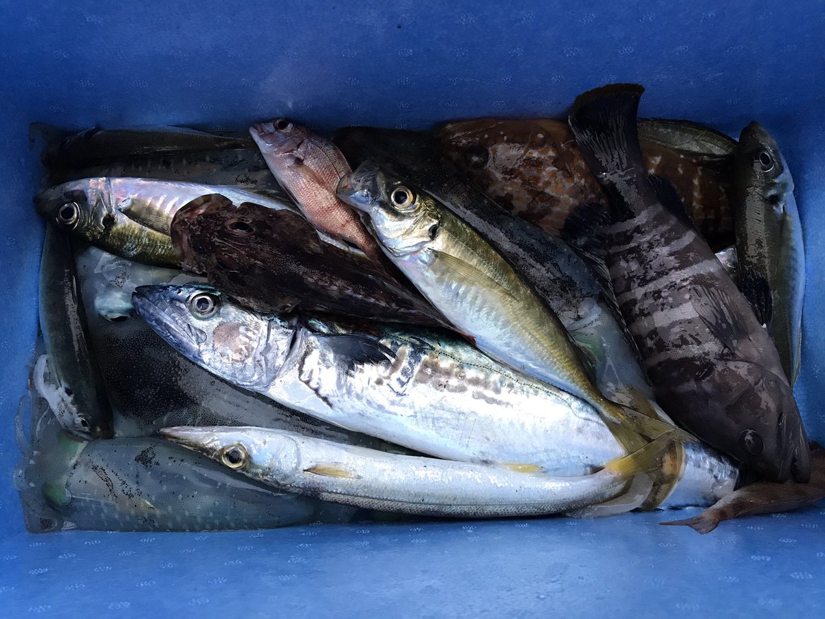 京都まん 途中に釣れたイサキの稚魚みたいなのはもしかしてコレかもしれんね