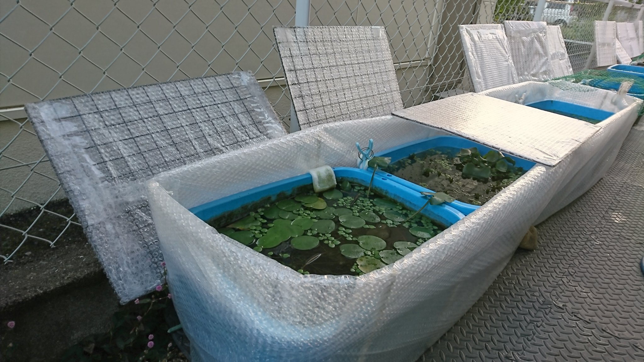 ぴのこ 冬越し準備 10mm幅のプチプチ ちょっとしっかり目タイプ を三つ折りにして 間に何ヵ所か菜箸を挟んで プチプチ蓋が置けるようにしてみました 試作1号 何もしなくてもメダカは強い かもしれませ ぴのこ 冬越し準備 10mm幅のプチプチ ちょっとしっかり目タイプ を三つ折りにして 間に何ヵ所か菜箸を挟んで プチプチ蓋が置けるようにしてみました 試作1号 何もしなくてもメダカは強い かもしれませ