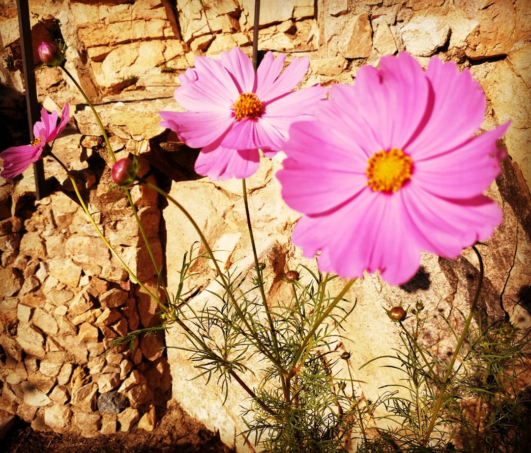The sun shines ☀️ feliç divendres a tots! #flores #jardin #friday #flowerslovers #nature #gardens #flowers #ramdeflors #colour