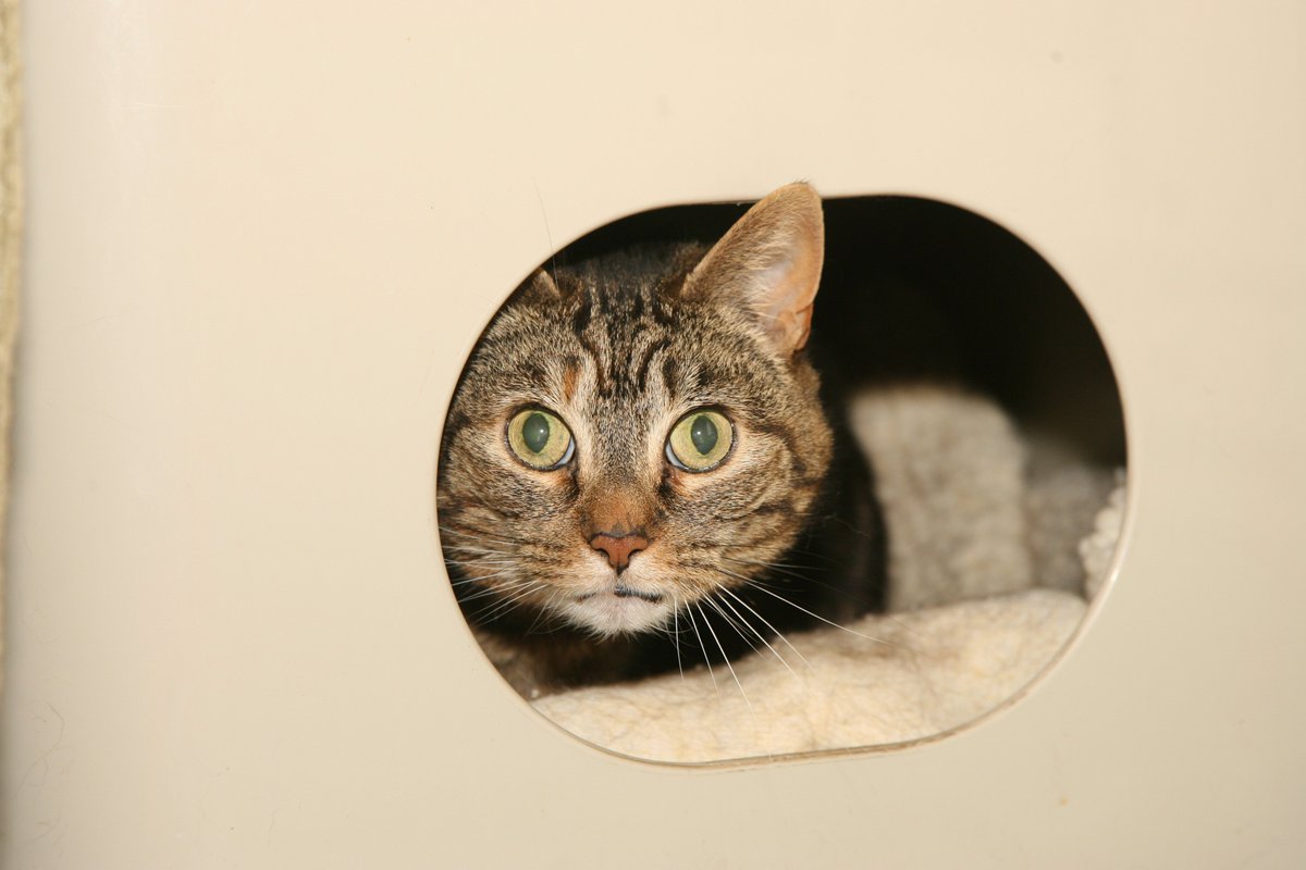 BlueCross_Media's tweet photo. Remember remember it can be scary for pets in November! Our advice to prepare in the media this week https://t.co/3gtaAbCqWn https://t.co/t9Y6PlTw93
