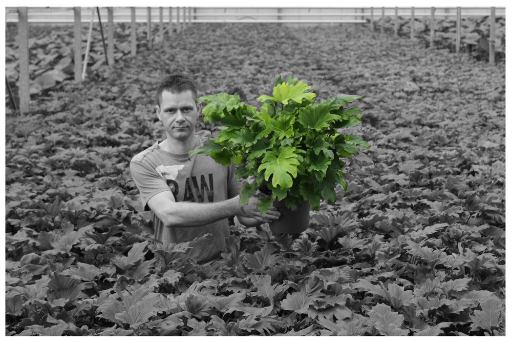 JHeijnenPotpl's tweet photo. Geheel volgens de #boyswithplants trend hier een #growerwithplant de Philodendron Little Hope #finalistDutchTulipAwards #heijnenpotplanten https://t.co/OmK1dWUHGp