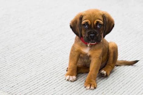 Yedinci haftada eve gelen köpekler, hem kuru mama yiyebilecek kadar büyük hem de dostluk bağı kurabilecek kadar küçüktürler. 🐶🐾