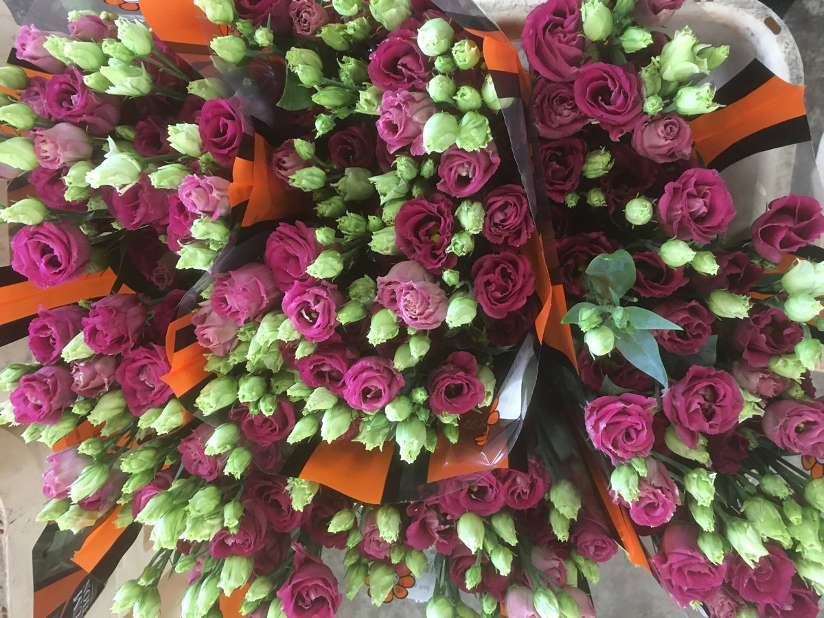 TFC_GROUP's tweet photo. Loving the classic looking Lisianthus Arosa Red! What do you think to this beauty? https://t.co/poryBM7asl