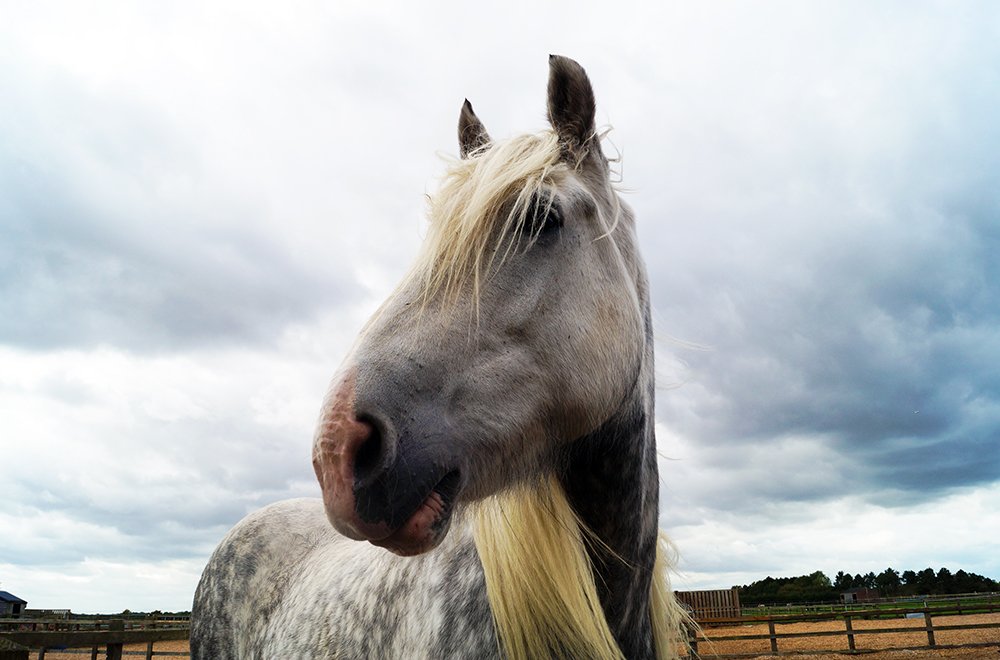 RedwingsHS's tweet photo. Major’s back home at Redwings Oxhill! #CuteFridayPhoto Just in time for our #WeLoveHorses activities for half term: https://t.co/S2i6O2vYoz https://t.co/EPdXZ60NS2