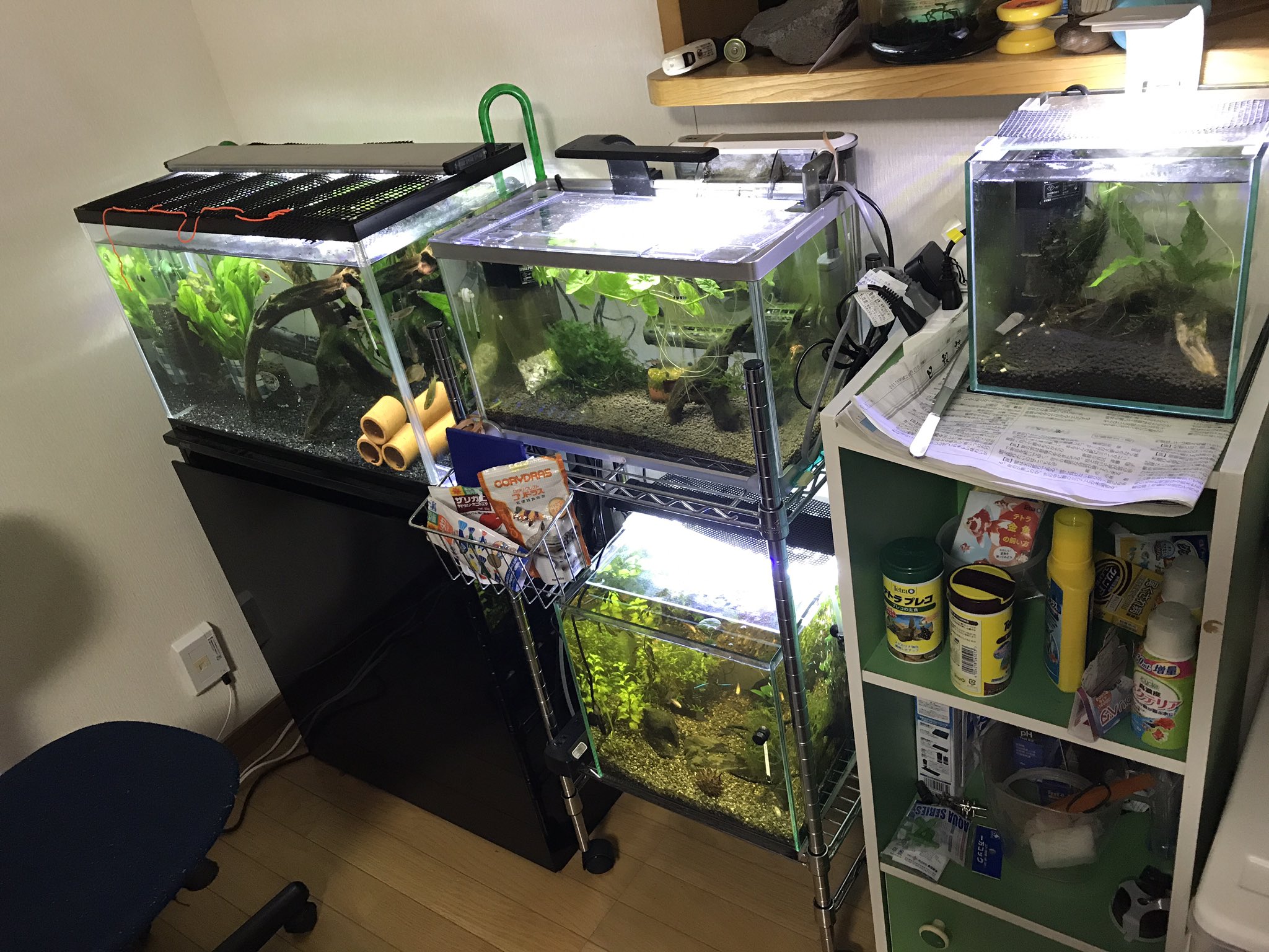 N 100k Na Twitteru 一箇所に水槽集めた 60cm規格中型魚 底物 L水槽3cm未満魚専用 上 30キューブオトシンレインボーテトラ水槽 下 キューブミナミのみ これからさらに１つより増やす