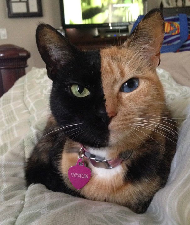 Cats and Kittens tweet media