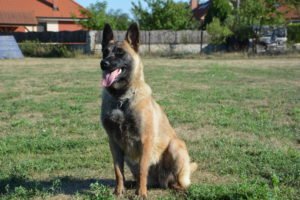 Family_Canine's tweet photo. Family Protection Dogs That Will Exceed Your Expectations Only @
https://t.co/R2YG7VCZKS
#Protection_Dogs #Peace_Of_Mind #FineLine_Family https://t.co/wo4d3ju3us