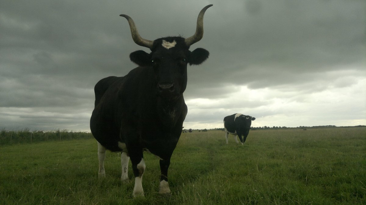 BiodynamicUK's tweet photo. Fancy giving #biodynamics a go? Introductory course run over 7 days at @LauristonFarm ,#Essex, starting Nov 11th! https://t.co/ipBUKZ55SO https://t.co/65ZIsKLLTc
