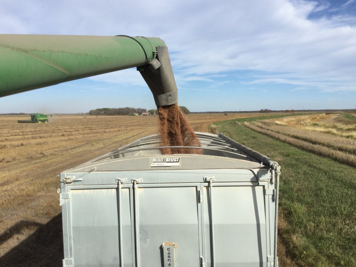 PAgrophysics's tweet photo. Flax a great option to add to your crop rotation! Yes and you can grow it in the Parkland! #amazingyield https://t.co/qeW3gyW7qP