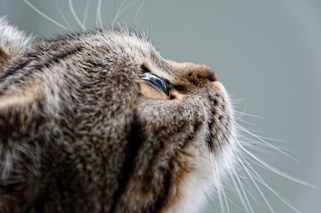 petdeliveryuk's tweet photo. Here’s a list of some possible #symptoms and causes of #stress in #cats. https://t.co/GDTWUHEWrG 🐈 https://t.co/5gg5eD0W0m