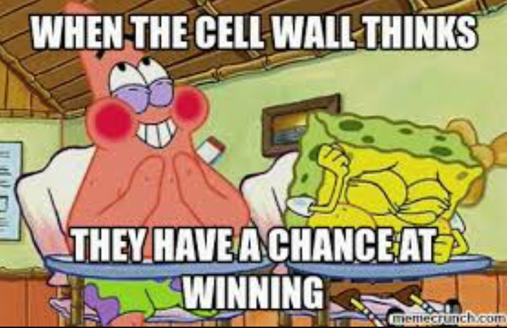 mitochondria_64's tweet photo. @CellWall1665 @ms_westfall  #Organellewars https://t.co/fBc9IoWR1p