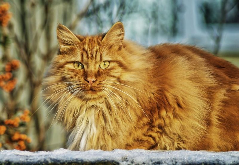 Tom_And_Co's tweet photo. N'oubliez pas de vermifuger périodiquement votre #chat afin qu’il reste en bonne santé et n'attrape pas de vers. https://t.co/Yuct0svSiq